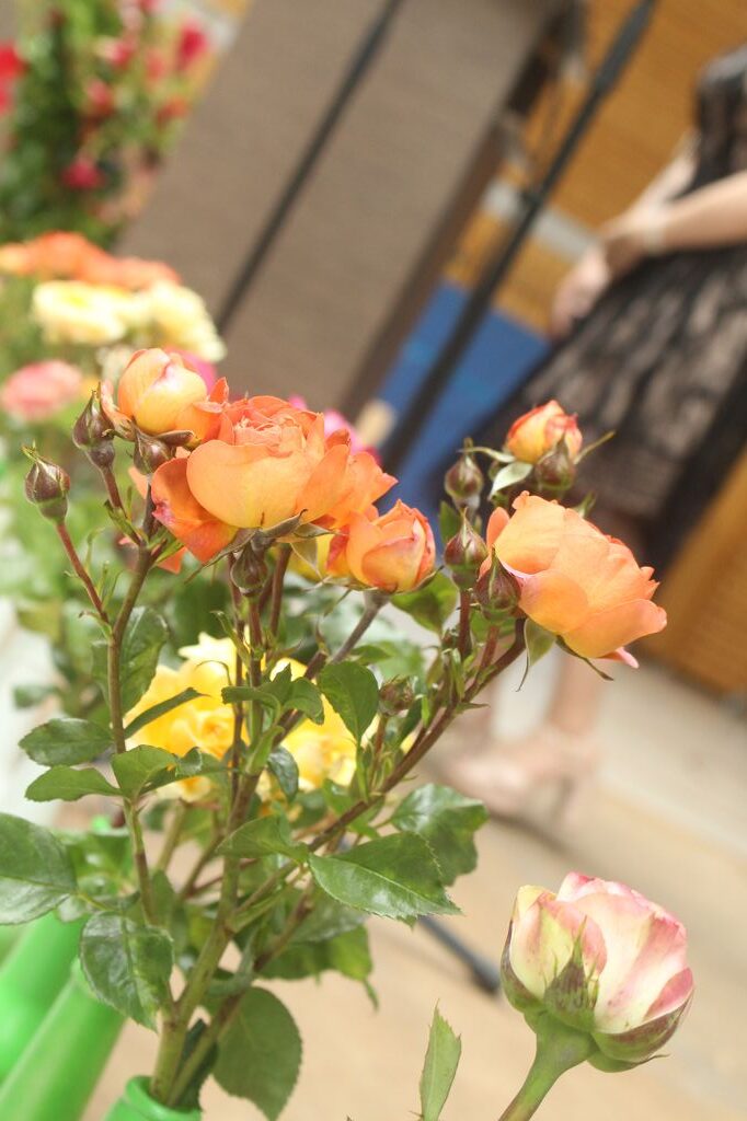 k-img_5901